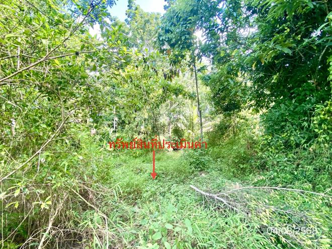 picture HOME 1157.7 Sq.w. Thung Yai Nakhon Sri Thammarat for 4.1M - 17/37