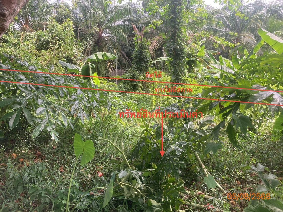 รูป ที่ดินว่างเปล่า 321.8 ตร.วา บ้านนาเดิม สุราษฎร์ธานี 644,000 - รูปที่ 11/15