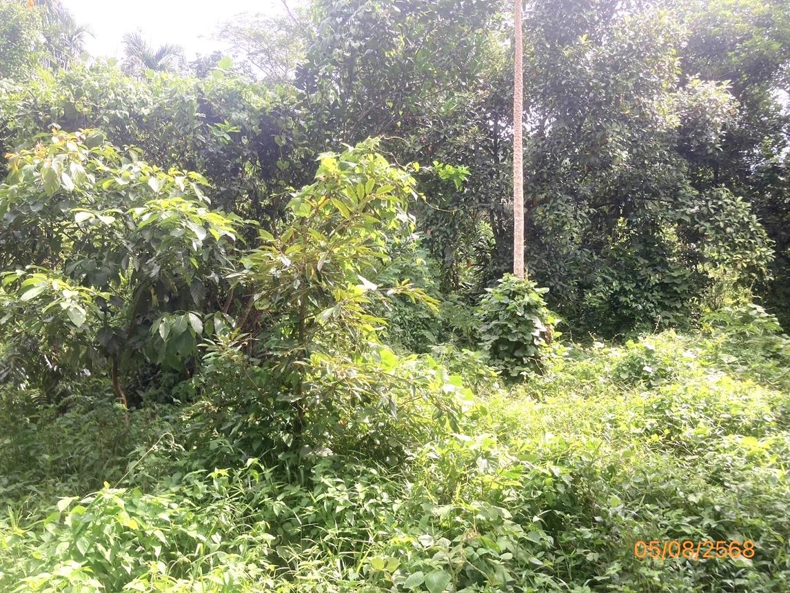 รูป ที่ดินว่างเปล่า 321.8 ตร.วา บ้านนาเดิม สุราษฎร์ธานี 644,000 - รูปที่ 9/15