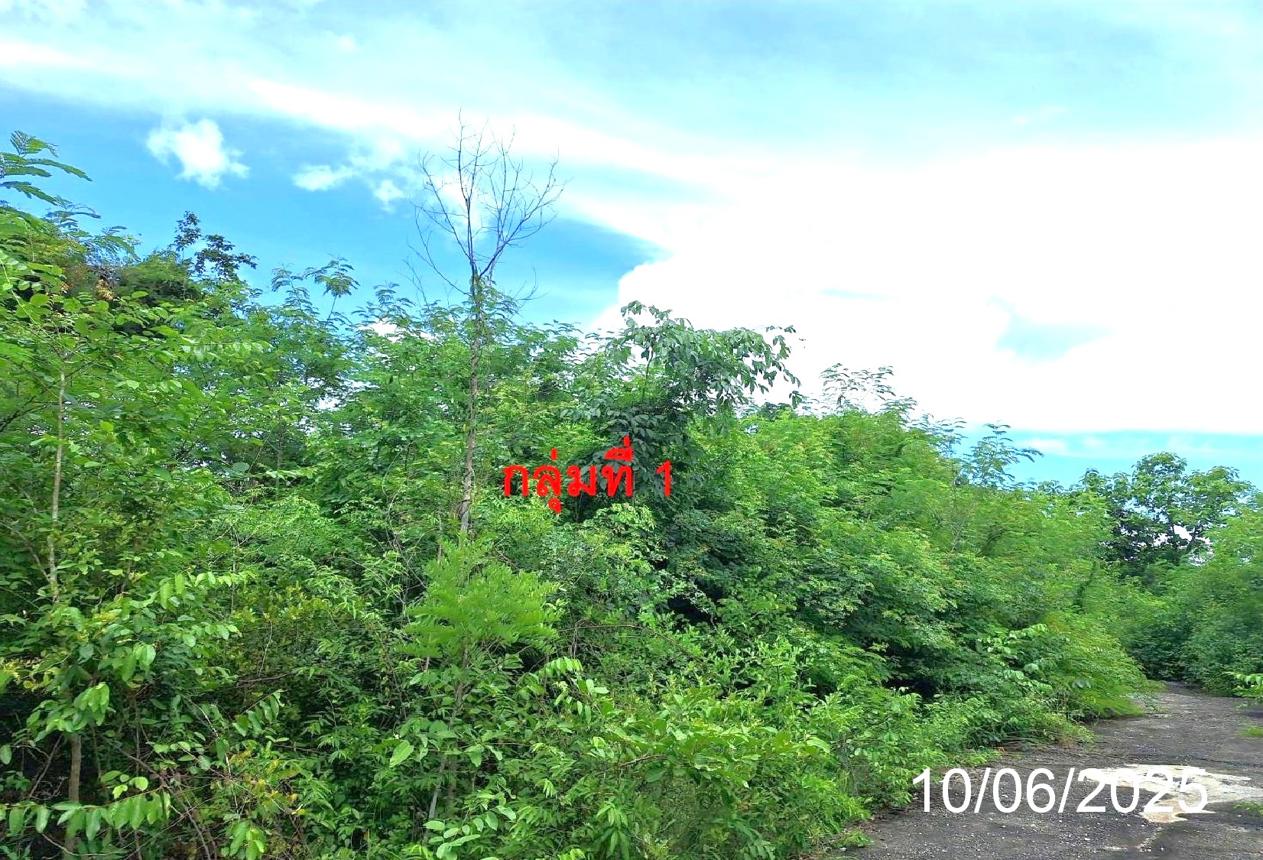 picture LAND 746 Sq.w. Mae Tha Lamphang for 656,000 - 12/21
