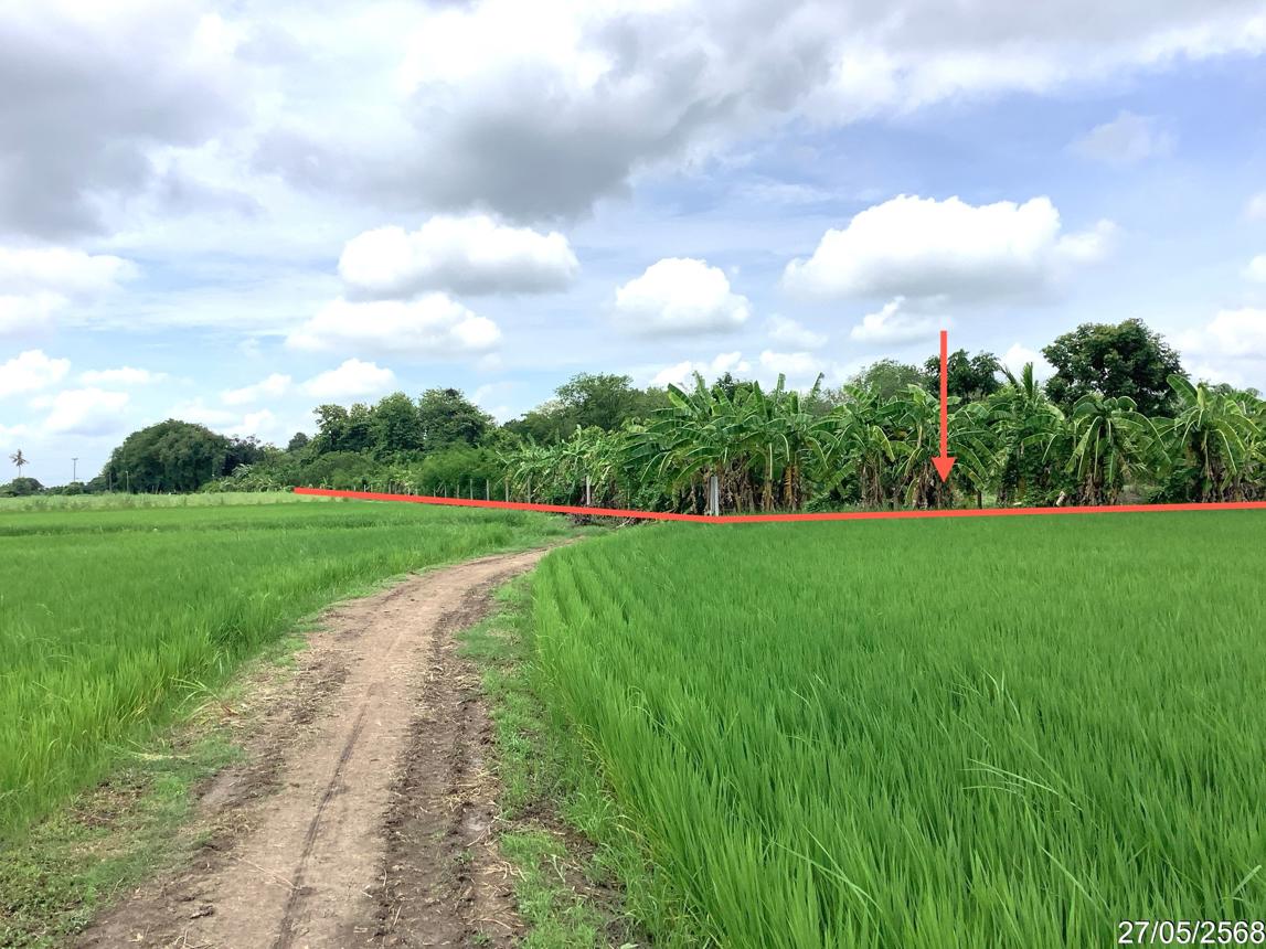 picture LAND 4246 Sq.w. Khlong Khlung Kamphaeng Phet for 4.2M - 14/25