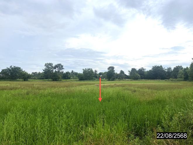 picture LAND 4242 Sq.w. Yang Si Surat Maha Sarakham for 2.8M - 4/19