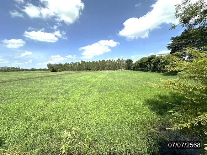picture LAND 1106 Sq.w. Kaset Wisai Roi Et for 1.1M - 7/19