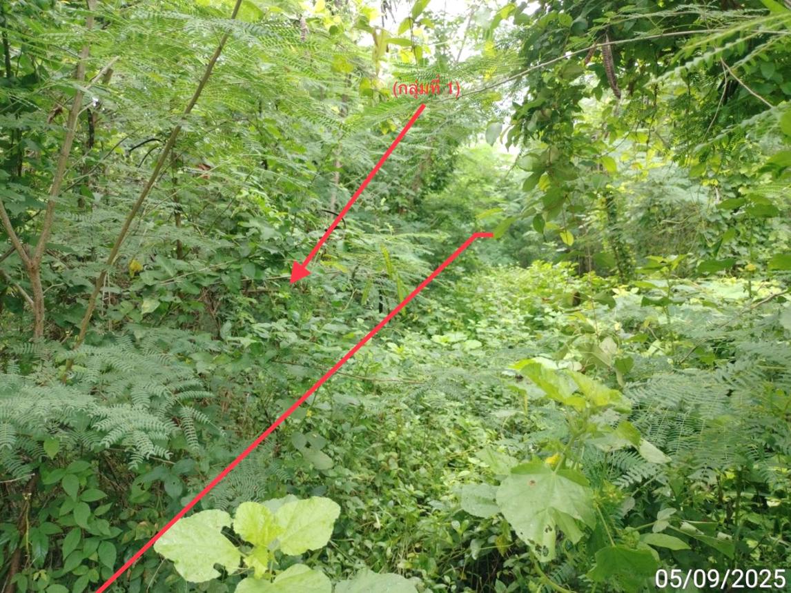 รูป ที่ดินว่างเปล่า 850 ตร.วา ยุพนัย แก่งคอย สระบุรี 1.5M - รูปที่ 8/15