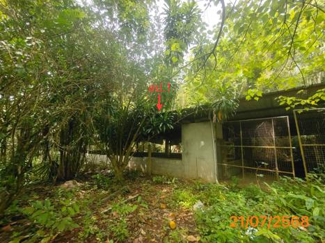 picture HOME 4455.3 Sq.w. Takua Thung Phangnga for 3.8M - 40/43