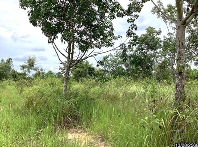 picture LAND 12067 Sq.w. Kut Chap Udon Thani for 4.5M - 7/19