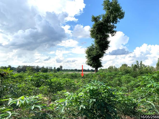 picture LAND 12300 Sq.w. Nong Han Udon Thani for 2.3M - 7/25