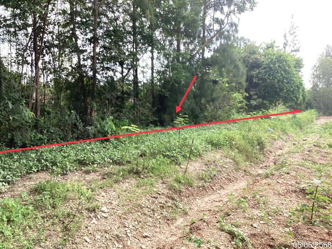 picture LAND 910.1 Sq.w. Kaeng Krachan Petchburi for 1.1M - 11/25