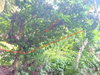 listing thumbnail image 7