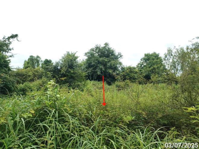 picture LAND 1753 Sq.w. Chiang Yun Maha Sarakham for 11.4M - 6/19