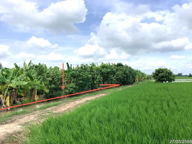 picture LAND 4246 Sq.w. Khlong Khlung Kamphaeng Phet for 4.2M - 2/25