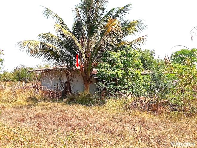 รูป บ้านเดี่ยว 305 ตร.วา ด่านขุนทด นครราชสีมา 650,000 - รูปที่ 6/19