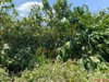 listing thumbnail image 32