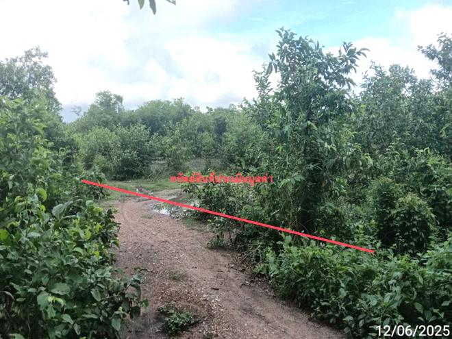 picture LAND 1299 Sq.w. San Pa Tong Chiang Mai for 1.5M - 2/19