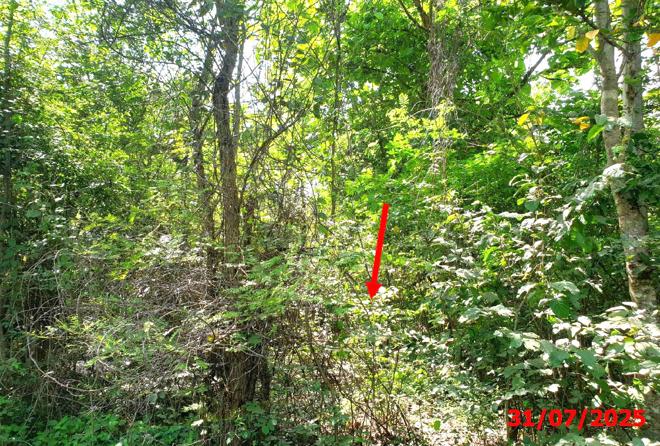 picture LAND 903 Sq.w. Muang Lamphun Lamphun for 1.4M - 6/15