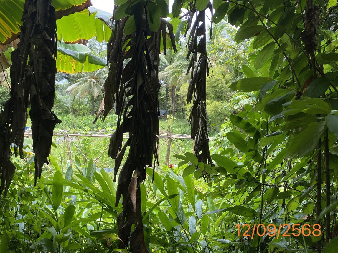 picture HOME 359.8 Sq.w. Khlong Thom Krabi for 5M - 26/31