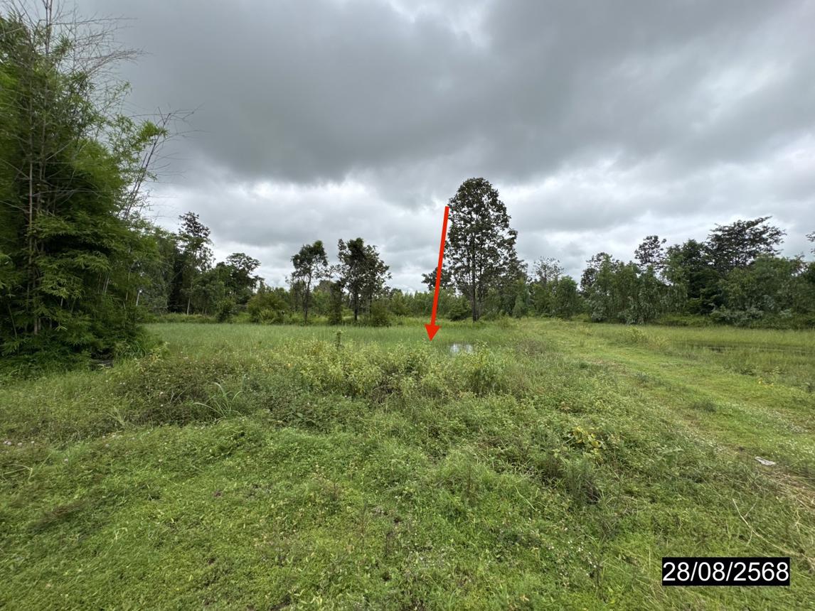picture LAND 5200 Sq.w. Senangkhanikhom Amnat Charoen for 3.7M - 17/25