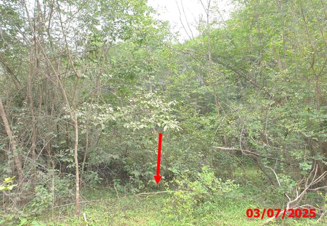 picture LAND 110.9 Sq.w. Muang Lampang Lamphang for 209,000 - 6/15