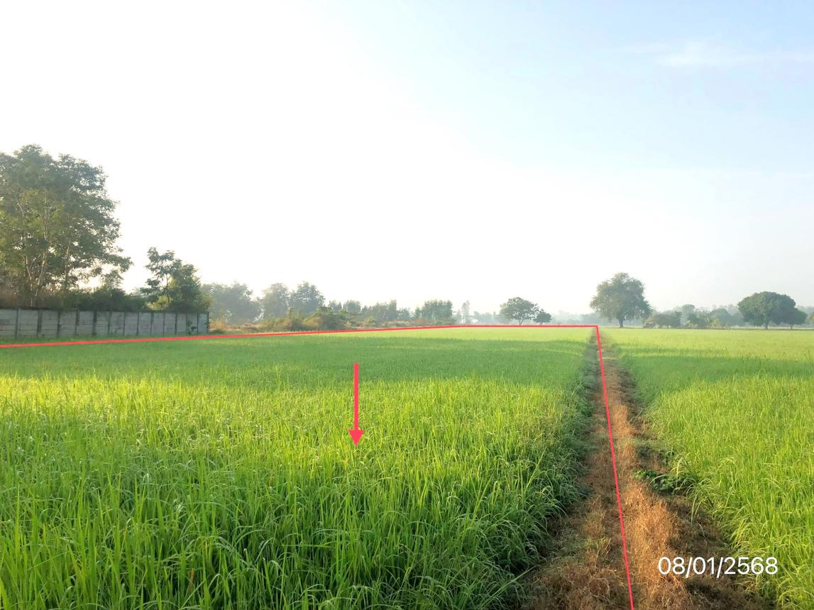 picture LAND 1523 Sq.w. Phrom Phiram Phitsanulok for 2.2M - 12/17