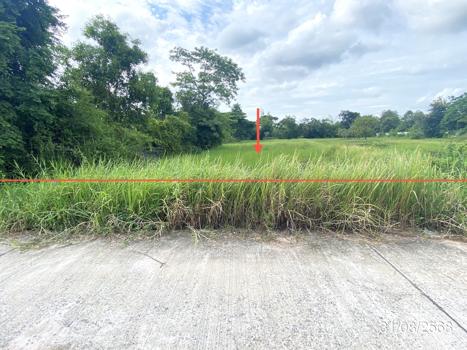 picture LAND 791.6 Sq.w. Muang Maha Sarakham Maha Sarakham for 4.9M - 14/17