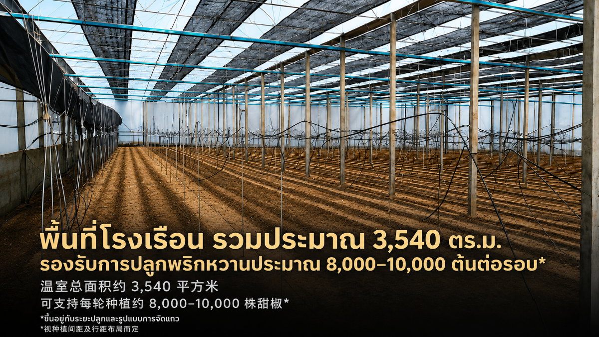 รูป ขายฟาร์มโรงเรือนพร้อมที่ดิน 19 ไร่+ ป่าซาง ลำพูน — โรงเรือน 5 หลัง พร้อมอาคาร ระบบน้ำ และพื้นที่ต่อยอด - รูปที่ 6/7