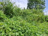 listing thumbnail image 16