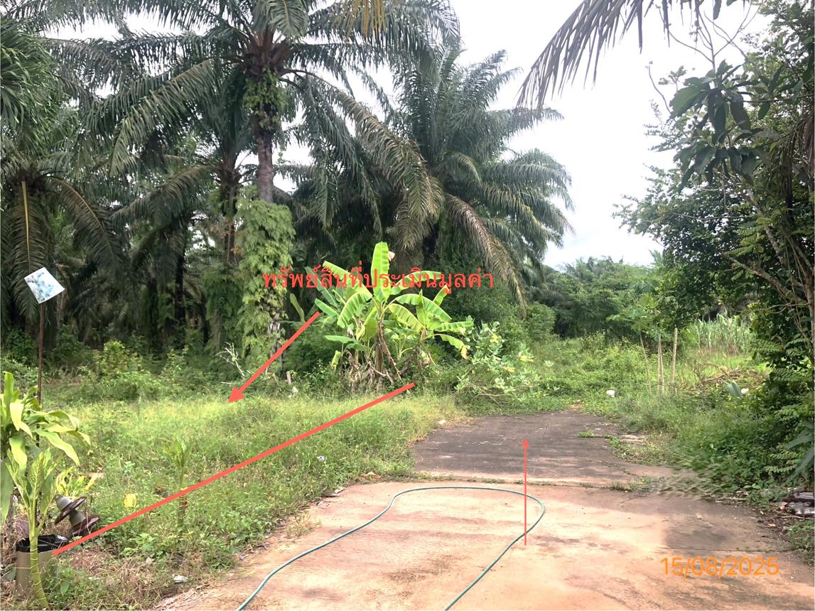 รูป ที่ดินว่างเปล่า 67 ตร.วา ไชยา สุราษฎร์ธานี 273,000 - รูปที่ 12/19