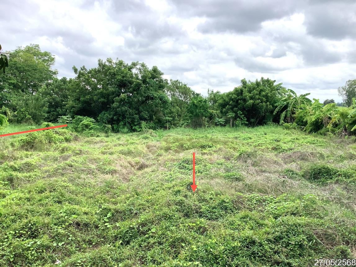 picture LAND 4246 Sq.w. Khlong Khlung Kamphaeng Phet for 4.2M - 16/25