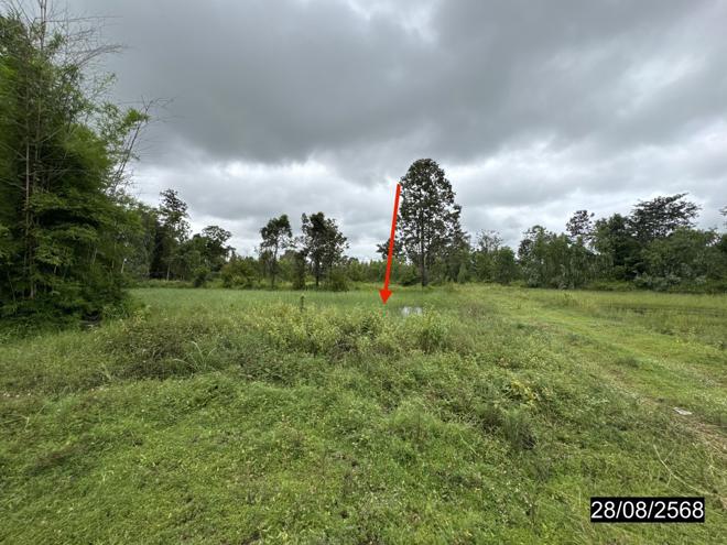 picture LAND 5200 Sq.w. Senangkhanikhom Amnat Charoen for 3.7M - 7/25