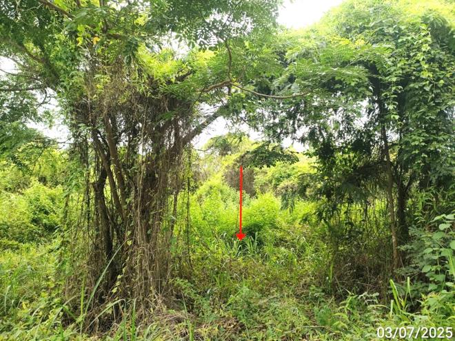 picture LAND 1753 Sq.w. Chiang Yun Maha Sarakham for 11.4M - 7/19