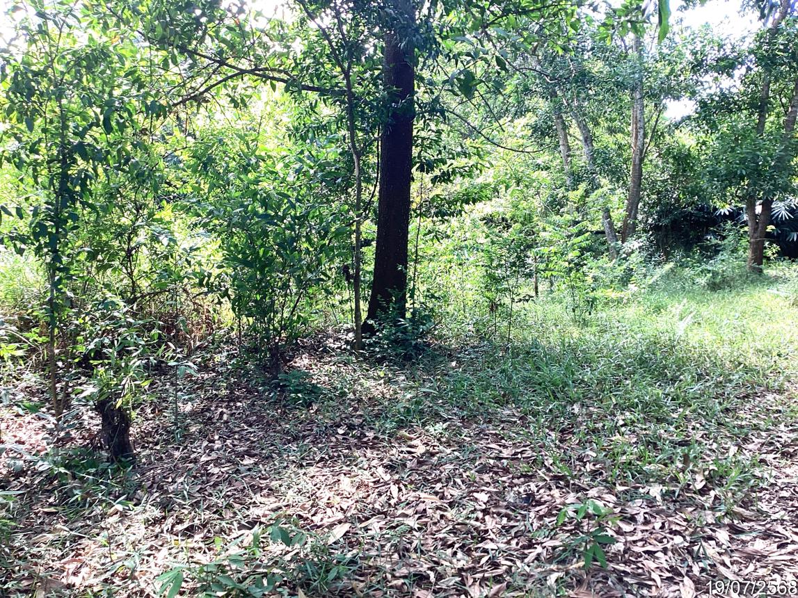 picture LAND 358.5 Sq.w. Hat Yai Songkhla for 2.2M - 13/17