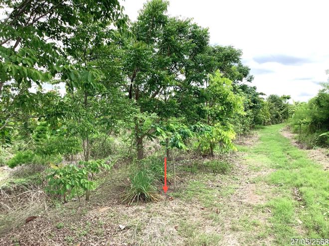 picture LAND 4246 Sq.w. Khlong Khlung Kamphaeng Phet for 4.2M - 8/25