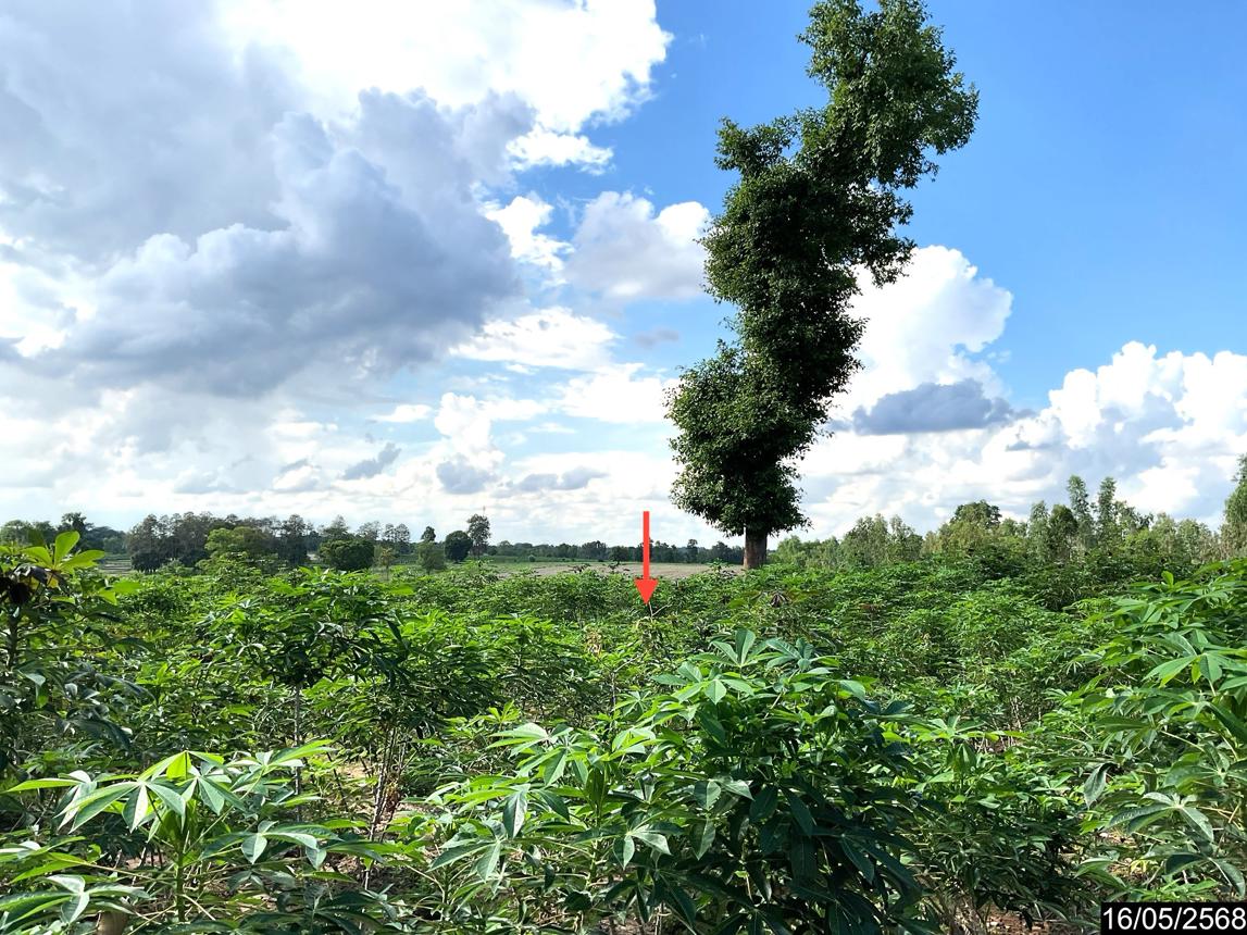 picture LAND 12300 Sq.w. Nong Han Udon Thani for 2.3M - 17/25