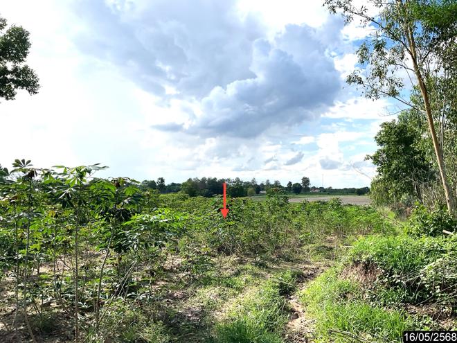 picture LAND 12300 Sq.w. Nong Han Udon Thani for 2.3M - 6/25