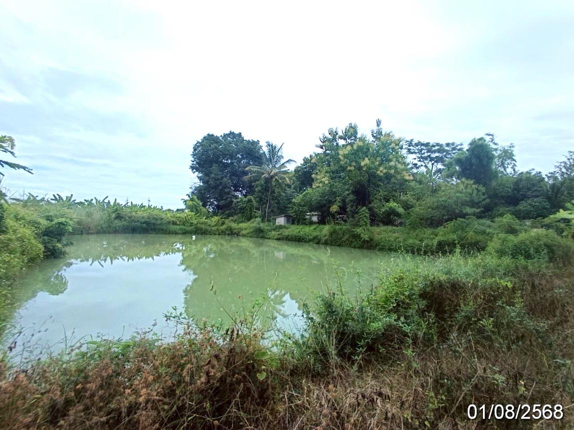 picture LAND 2211.4 Sq.w. Fang Chiang Mai for 2M - 12/19