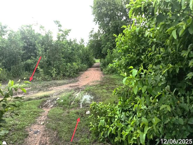 picture LAND 1299 Sq.w. San Pa Tong Chiang Mai for 1.5M - 8/19