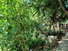 listing thumbnail image 2
