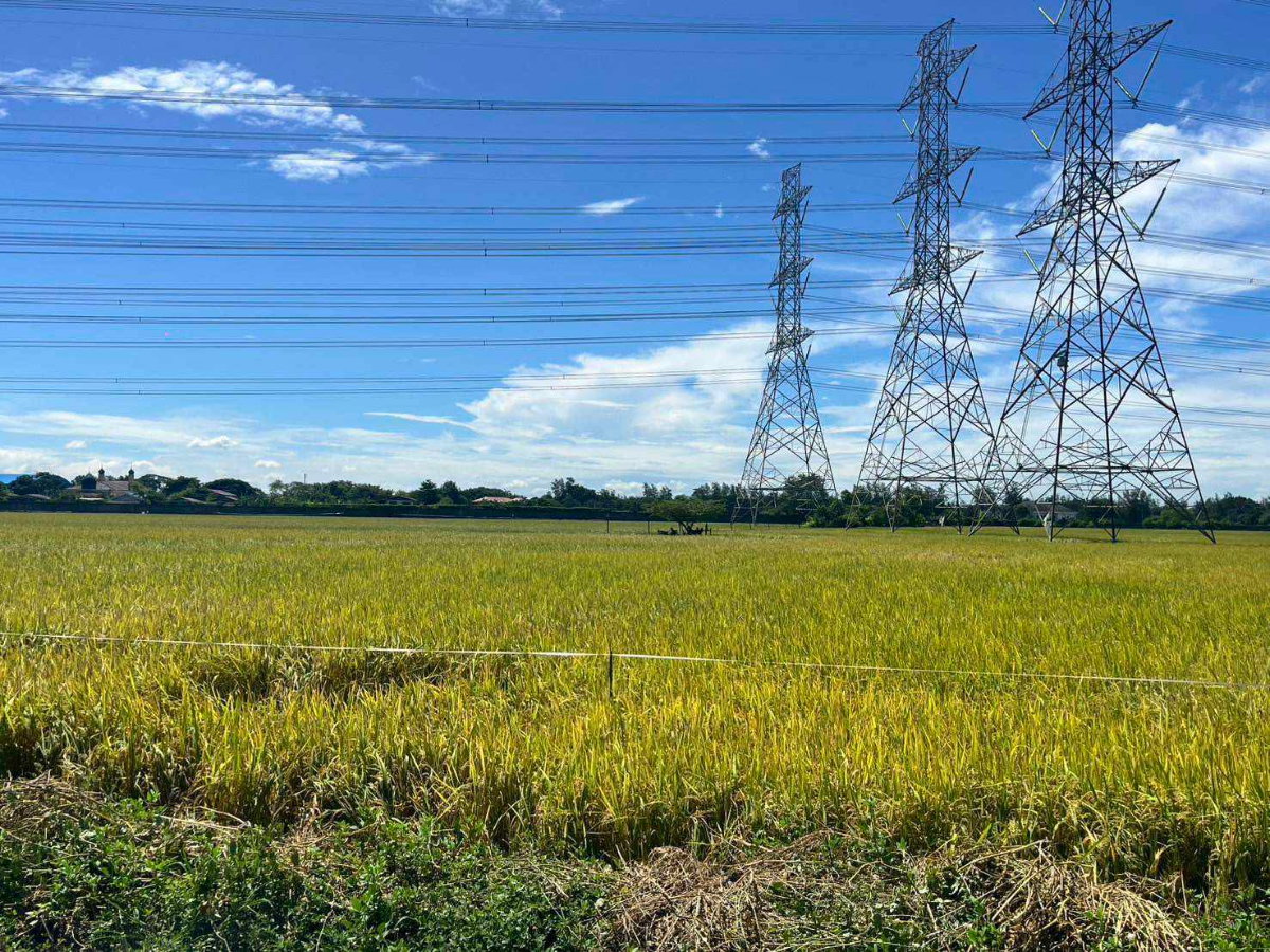 รูป ขายที่ดิน 49 ไร่ โคกแฝด–หนองจอก กรุงเทพฯ | แปลงใหญ่ ทำเลเหมาะพัฒนาโกดัง–โลจิสติกส์–โครงการลงทุน - รูปที่ 12/12