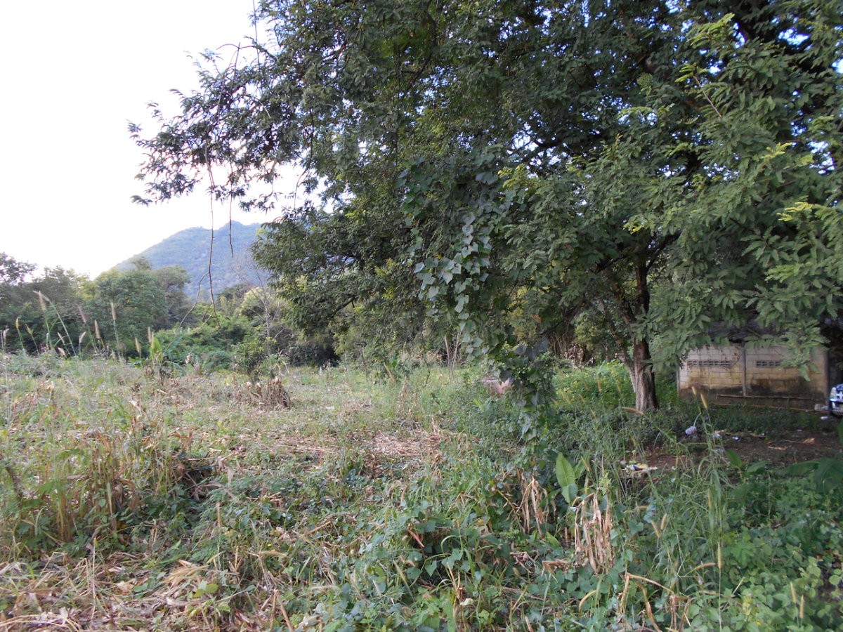 picture Land adjacent to a stream, Ban Pha Daeng, Na Yom Subdistrict, Mueang District, Phetchabun Province. - 26/29