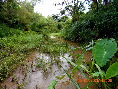 Houses for sale Ratchburi : 10-rai land for sale with a house, adjacent to a stream, in Ban Bueng Subdistrict, Ban Kha District, Ratchaburi Province.