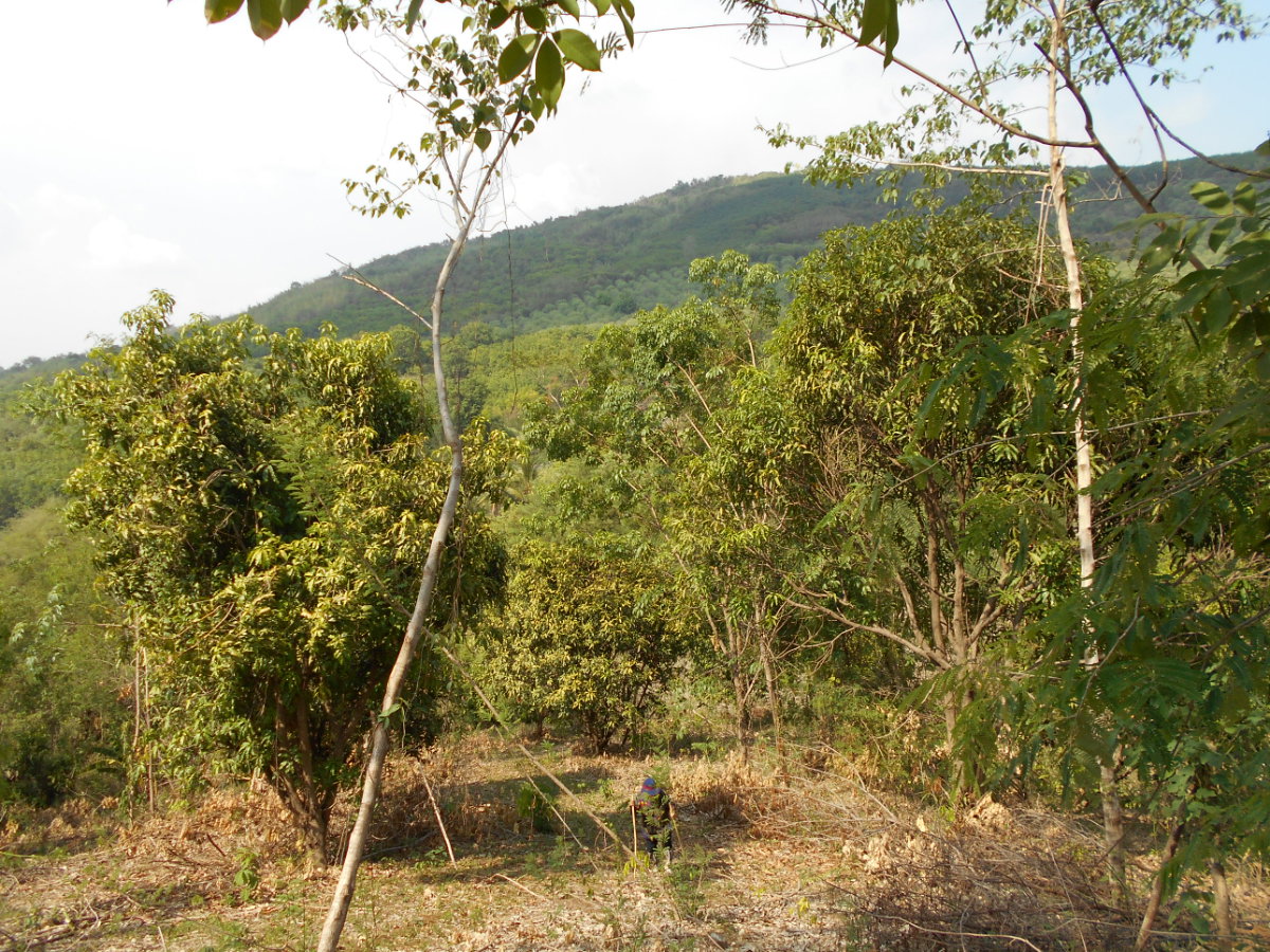 picture Land adjacent to a stream, Ban Pha Daeng, Na Yom Subdistrict, Mueang District, Phetchabun Province. - 11/29
