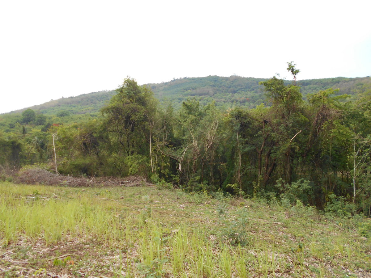 picture Land adjacent to a stream, Ban Pha Daeng, Na Yom Subdistrict, Mueang District, Phetchabun Province. - 3/29