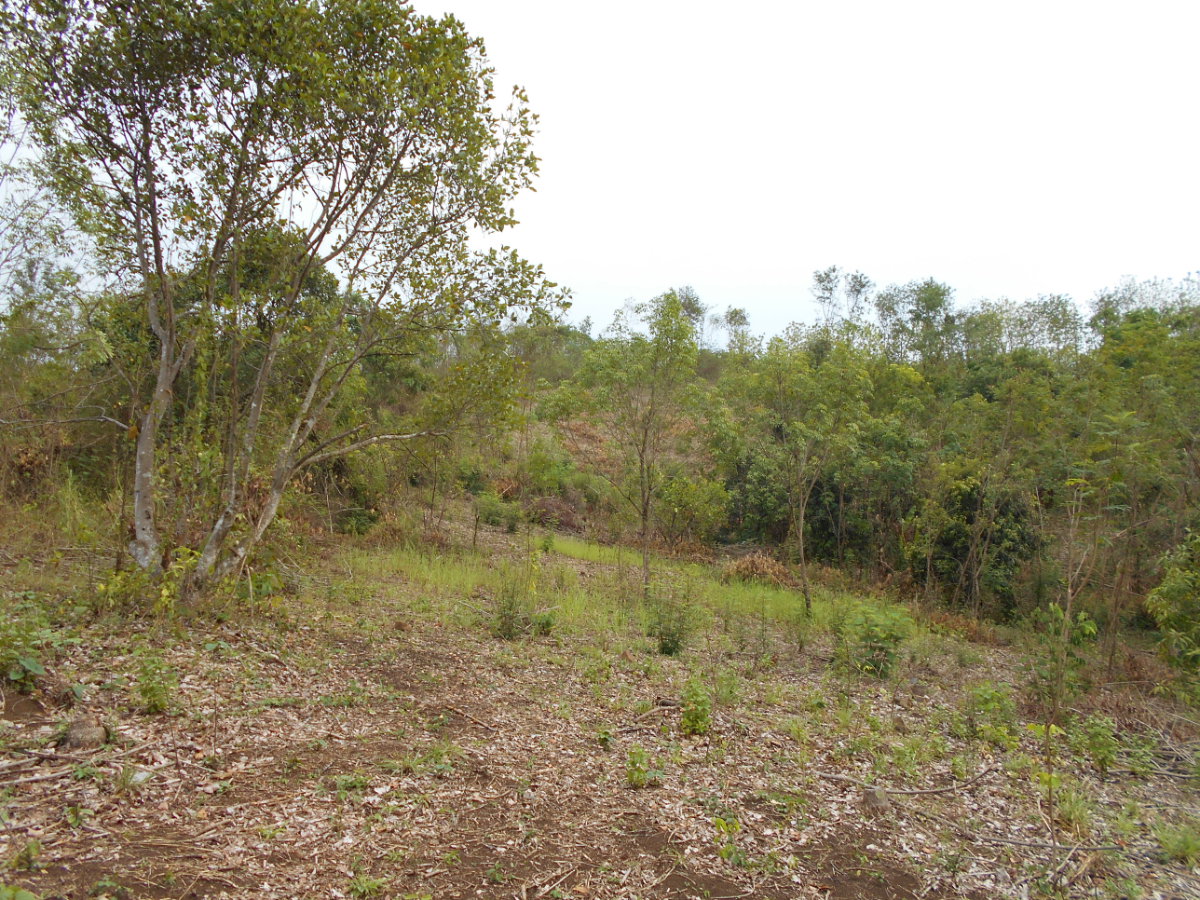 picture Land adjacent to a stream, Ban Pha Daeng, Na Yom Subdistrict, Mueang District, Phetchabun Province. - 6/29