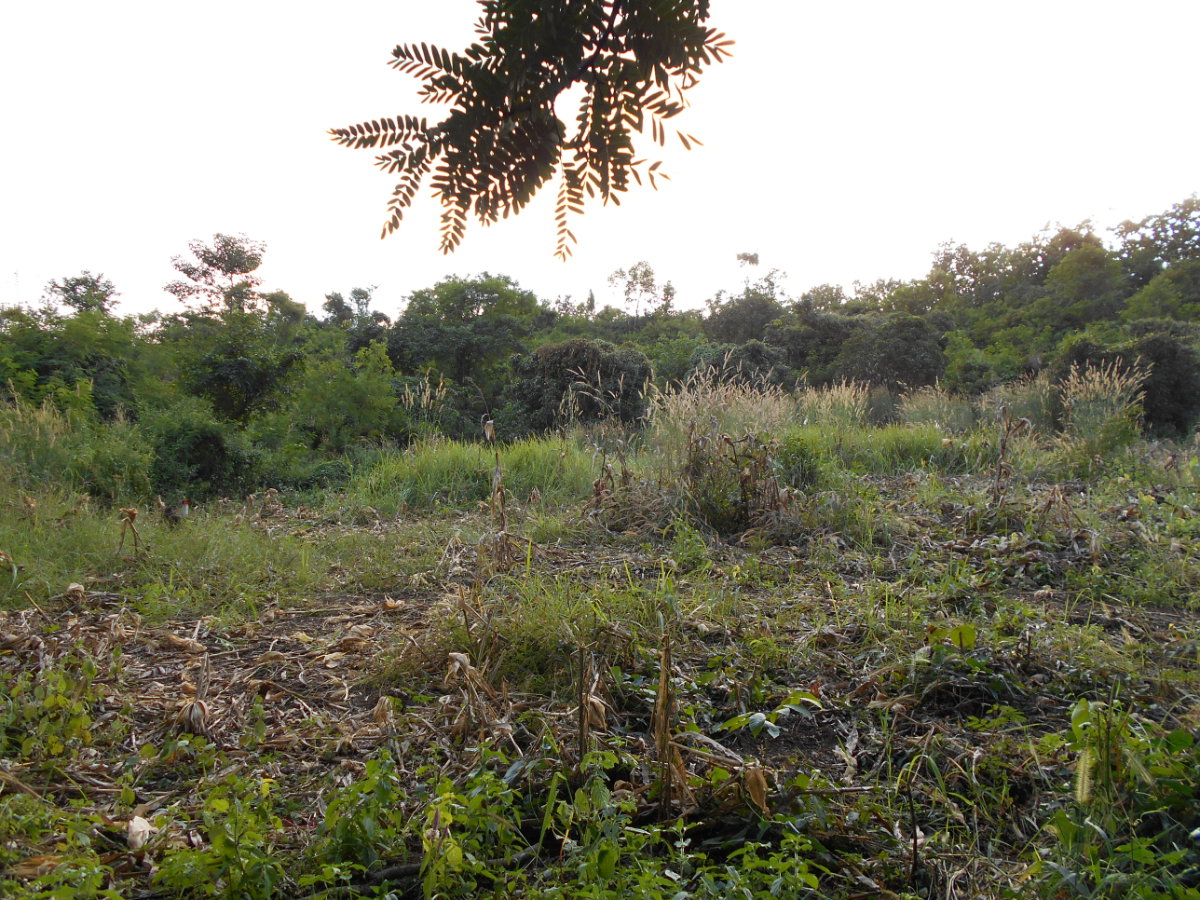 picture Land adjacent to a stream, Ban Pha Daeng, Na Yom Subdistrict, Mueang District, Phetchabun Province. - 25/29