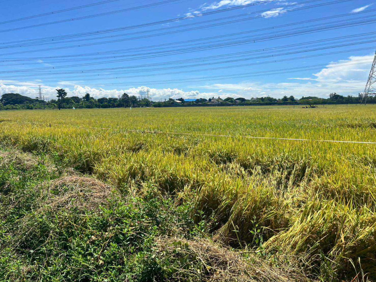 รูป ขายที่ดิน 49 ไร่ โคกแฝด–หนองจอก กรุงเทพฯ | แปลงใหญ่ ทำเลเหมาะพัฒนาโกดัง–โลจิสติกส์–โครงการลงทุน - รูปที่ 10/12