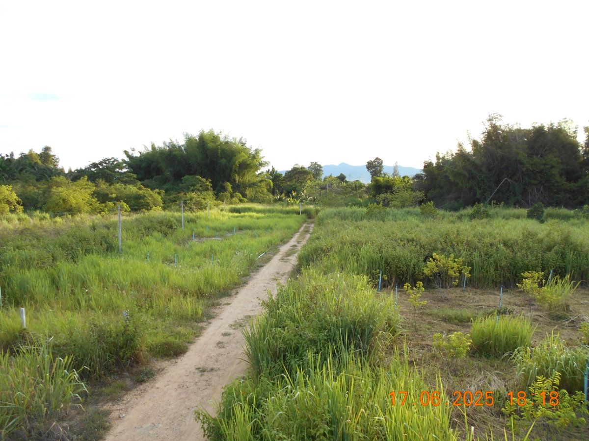 รูป ขายที่ดิน 10 ไร่ พร้อมบ้าน ติดลำห้วย ต.บ้านบึง อ.บ้านคา จ.ราชบุรี - รูปที่ 6/18