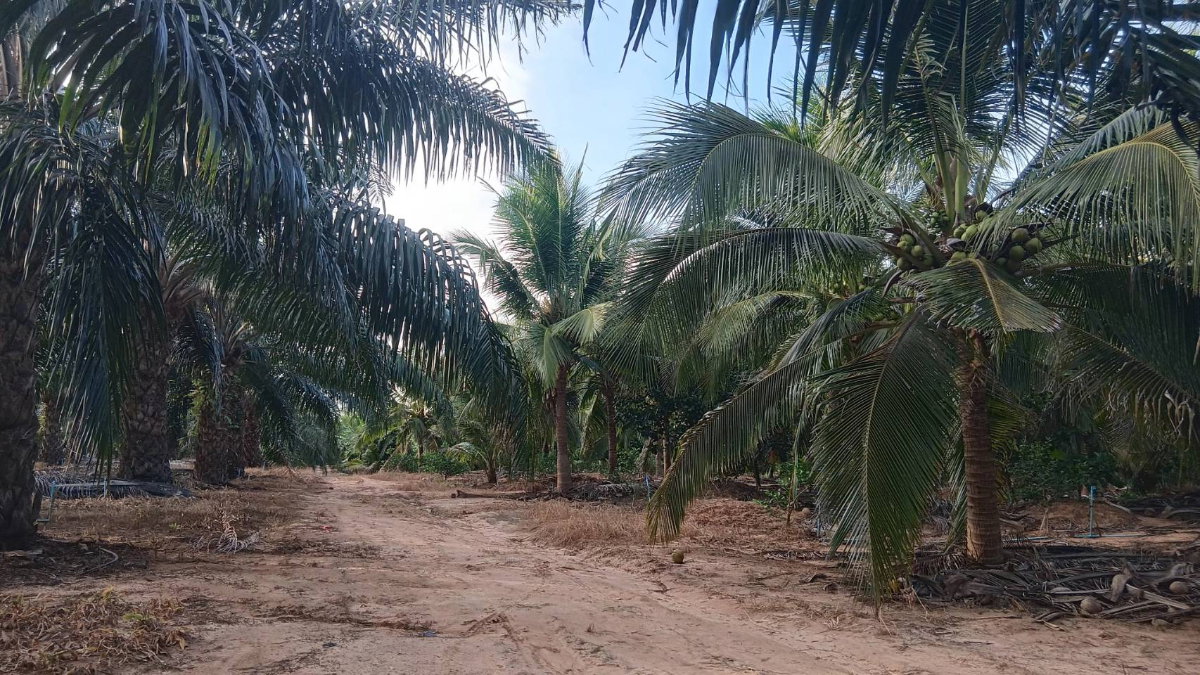 picture Land for Sale: 2 Plots, 45 Rai Each, Rai Mai, Sam Roi Yot, Prachuap Khiri Khan - 8/11
