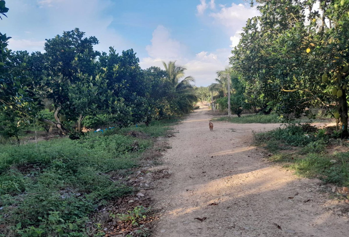 picture Land for Sale: 2 Plots, 45 Rai Each, Rai Mai, Sam Roi Yot, Prachuap Khiri Khan - 5/11