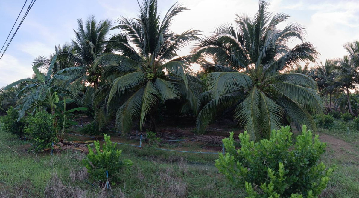 picture Land for Sale: 2 Plots, 45 Rai Each, Rai Mai, Sam Roi Yot, Prachuap Khiri Khan - 2/11
