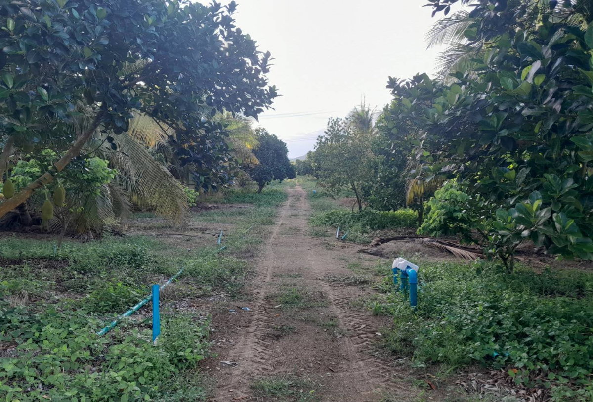 picture Land for Sale: 2 Plots, 45 Rai Each, Rai Mai, Sam Roi Yot, Prachuap Khiri Khan - 6/11